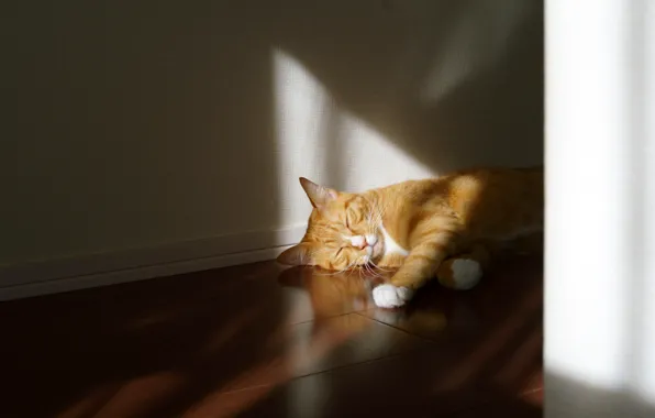 Кошка, кот, свет, комната, стена, сон, рыжий, спит