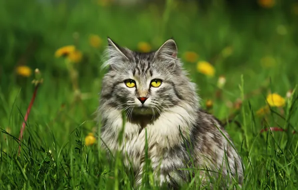 Глаза, кот, травка, одуванчики