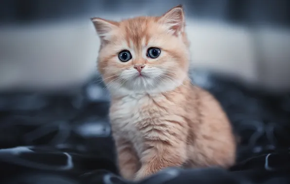 Кошка, взгляд, поза, котенок, рыжий, серый фон, мордашка, сидит
