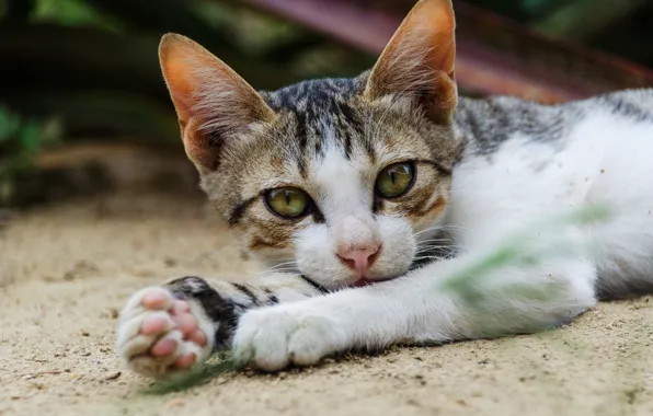 Кошка, глаза, взгляд, природа, поза, котенок, фон, портрет