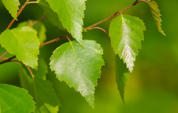 Green, leaf, twig