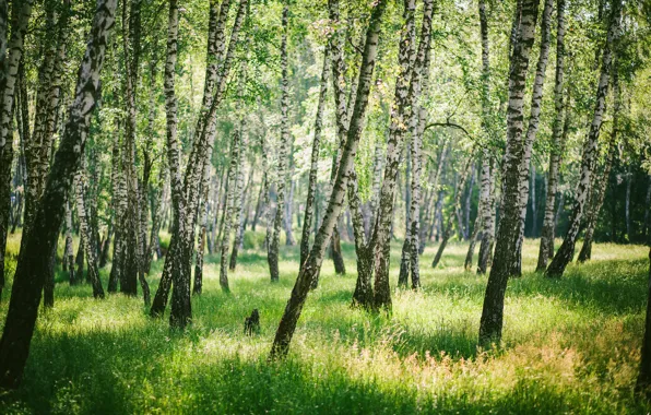 Зелень, лес, трава, свет, деревья, ветки, настроение, стволы