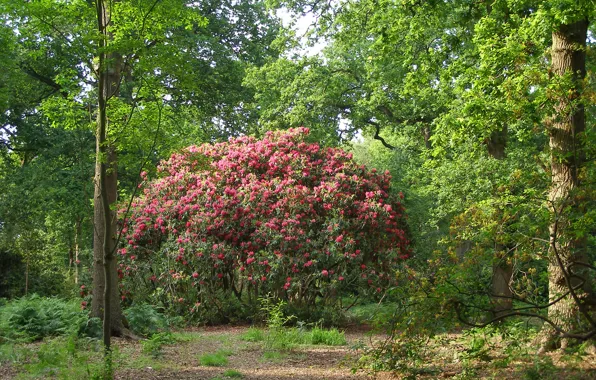 Trees, Spring, природа, flowering, цветение, nature, весна