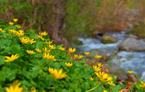 Картинка Природа, Весна, Ручей, Nature, Spring, Желтые цветы, Yellow flowers, Чистяк