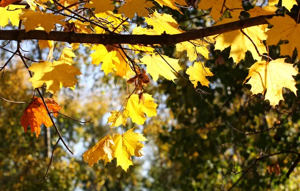Картинка осень, листья, природа, ветка