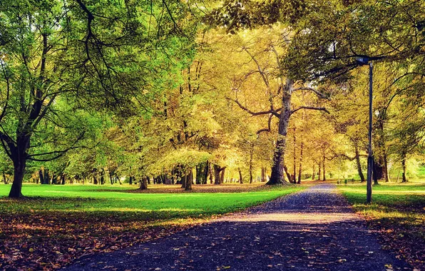 Картинка осень, трава, листья, деревья, парк, путь, скамейки