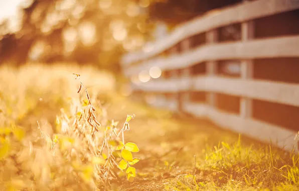 Картинка осень, трава, листья, солнце, макро, свет, природа, забор
