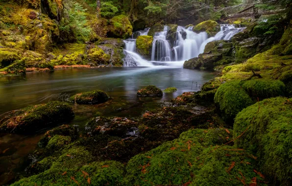 Лес, река, камни, мох, водопады, каскад, Gifford Pinchot National Forest, Washington State