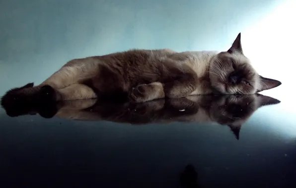 Кошка, отражение, отдых