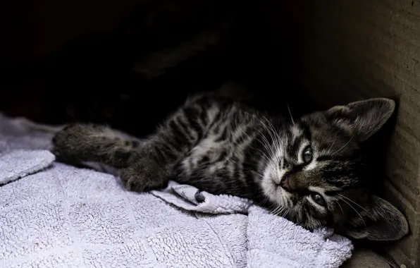 Кошка, взгляд, поза, темный фон, котенок, серый, коробка, полотенце
