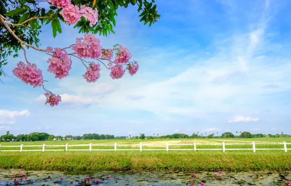 Картинка поле, трава, деревья, ветки, река, весна, цветение, landscape