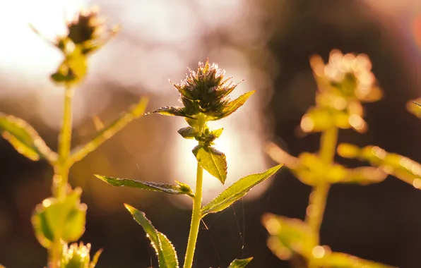 Картинка leafs, plant, twig