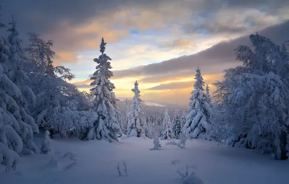 Картинка зима, лес, снег, деревья, ели, Россия, тайга, Сергей Межин