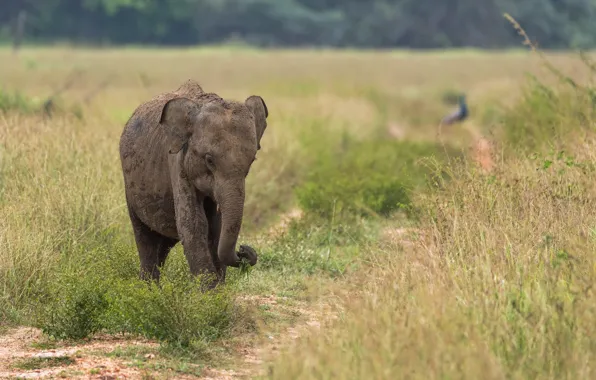 Природа, слон, Шри-Ланка