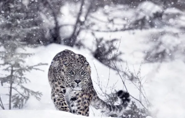 Картинка зима, лес, снег, хищник, леопард, ирбис, снежный барс