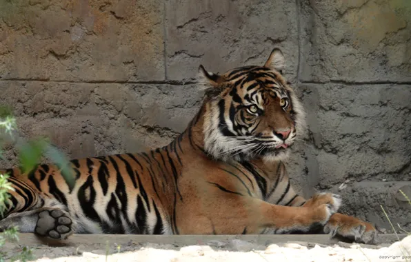 Картинка кот, животное, отдых, Тигр