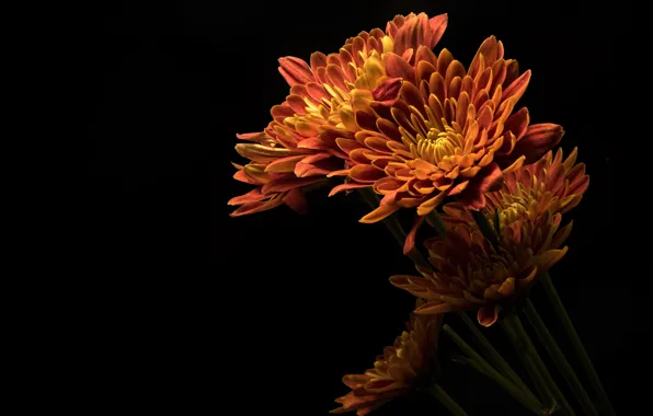 Цветы, природа, фон