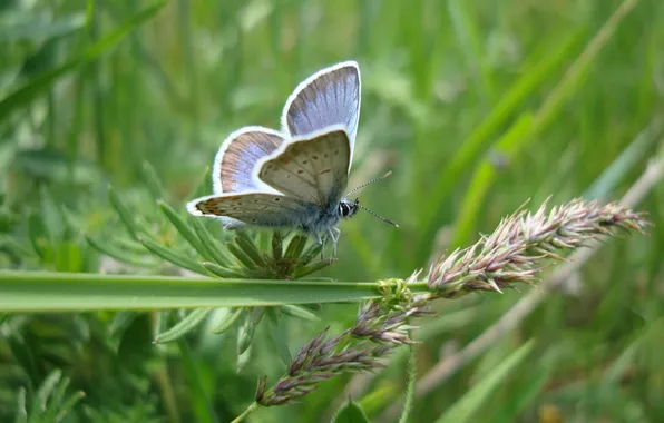 Картинка лето, трава, бабочка