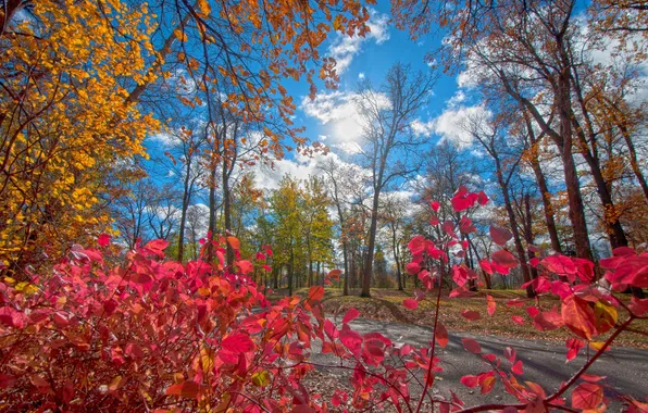 Дорога, осень, лес, листья, деревья, парк, краски, багрянец