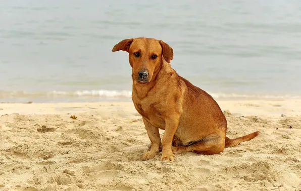 Картинка пляж, взгляд, собака
