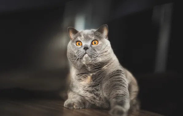 Картинка кот, взгляд, серый, Британская короткошёрстная кошка