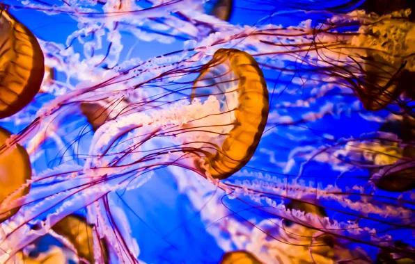 Картинка вода, природа, медузы
