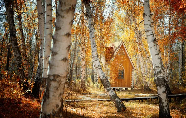 Картинка осень, лес, домик, берёзы