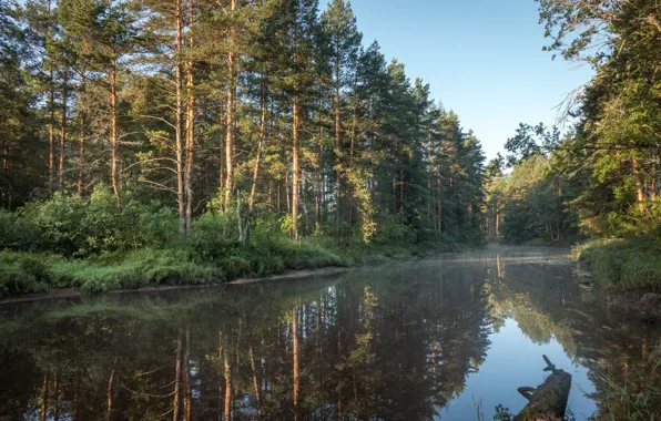 Вода, Озеро, Лес