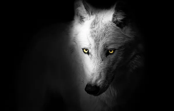 Картинка black, design, art, animal, wolf, head, wild, graphic