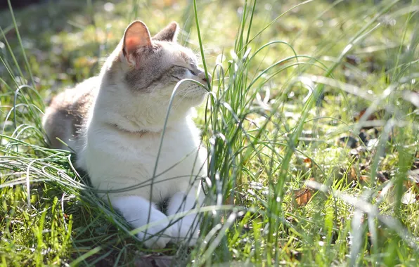 Картинка трава, кот, кошак, котяра