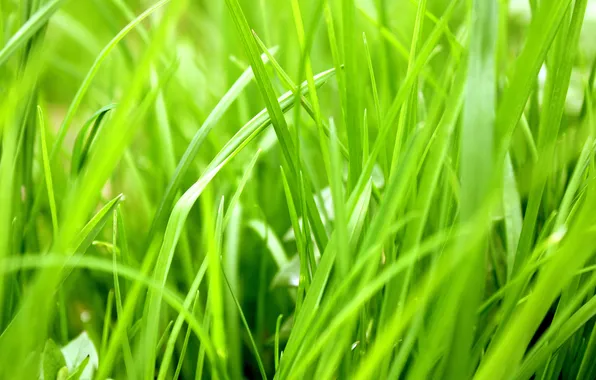 Зелень, трава, тепло, растение, зелёный, сезон, сочный, травянистый