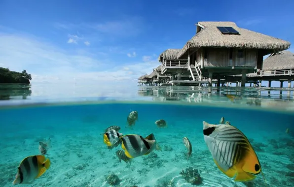 Underwater, beautiful, fish, tropical, blue lagoon, tahiti, coral reef, villas bungalows