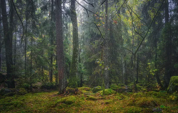 Green, forest, trees, moss