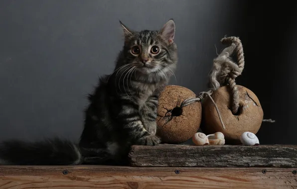 Кошка, взгляд, поза, темный фон, котенок, серый, шары, доски