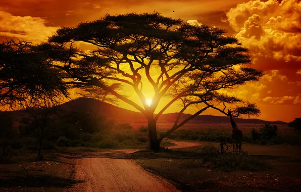 Картинка landscape, sunset, tree, africa, giraffe