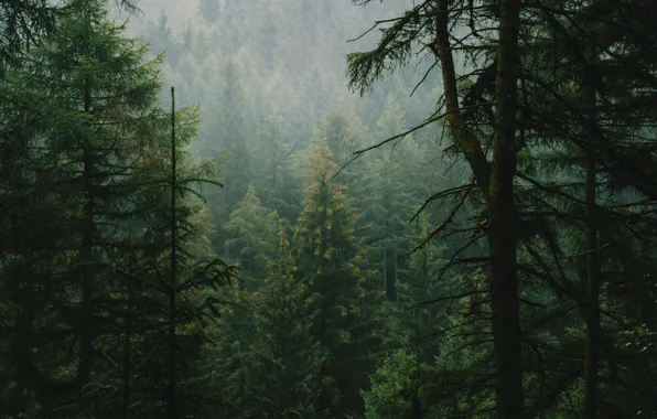 Картинка ели, деревья, лес