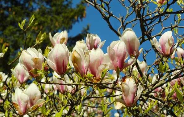 Spring, magnolia, twig