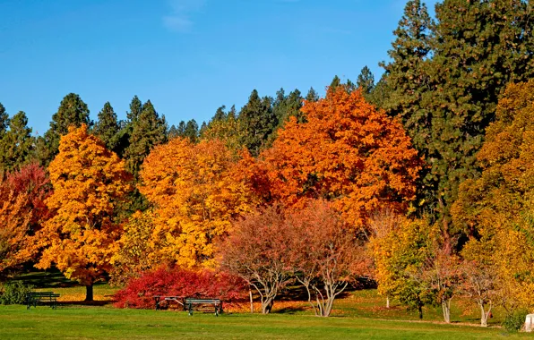 Осень, деревья, красота, в золоте