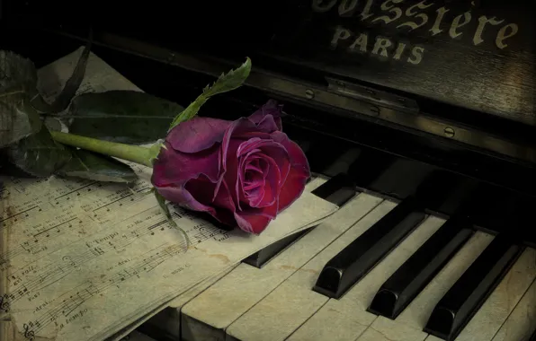 Картинка цветок, ноты, роза, пианино, винтаж