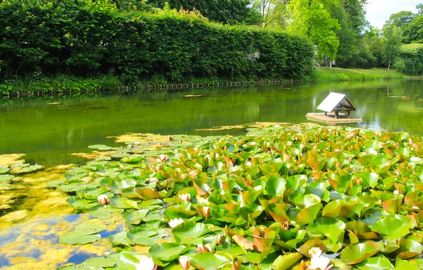 Water, lake, leafs, pond