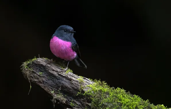 Природа, дерево, птица, Pink Robin