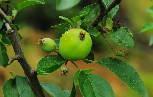 Apple, tree, fruit
