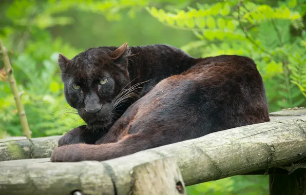 Картинка кошка, взгляд, отдых, пантера, бревно, чёрный леопард