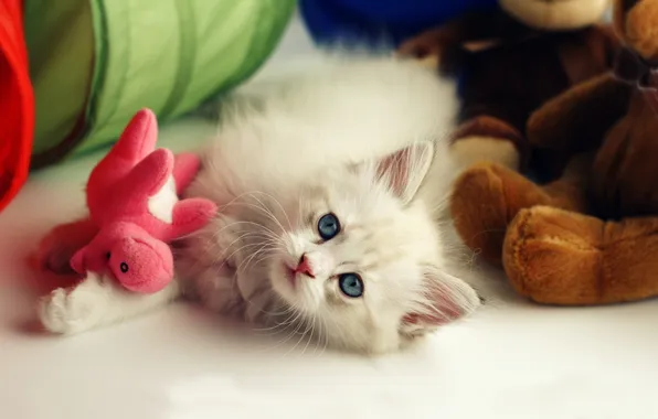 Котенок, фон, игрушка, пушистый