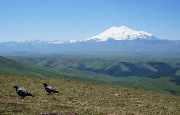 Горы, голубь, кавказ, эльбрус