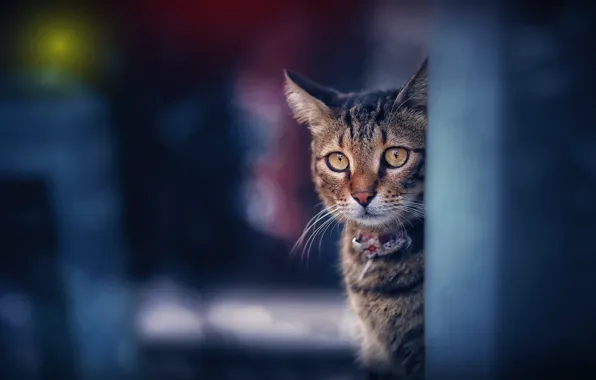 Кошка, кот, морда, серый, портрет, полосатый, боке, выглядывает