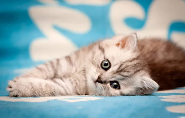 Кошка, взгляд, поза, котенок, серый, лежит, мордашка, голубой фон