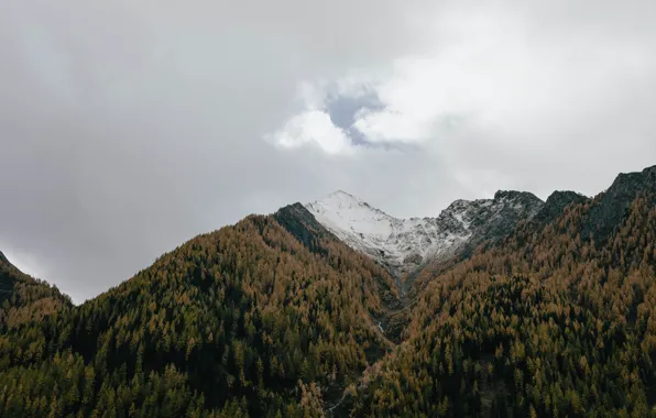 Картинка forest, trees, landscape, nature, mountains, clouds