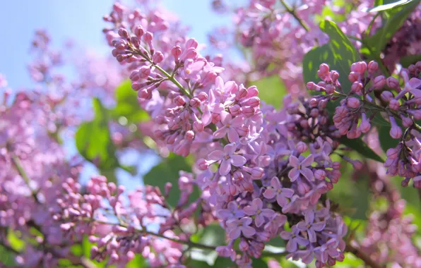 Солнце, весна, сирень, spring, Branches, Lilac