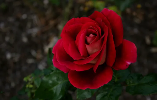 Боке, Bokeh, Red rose, Красная роза